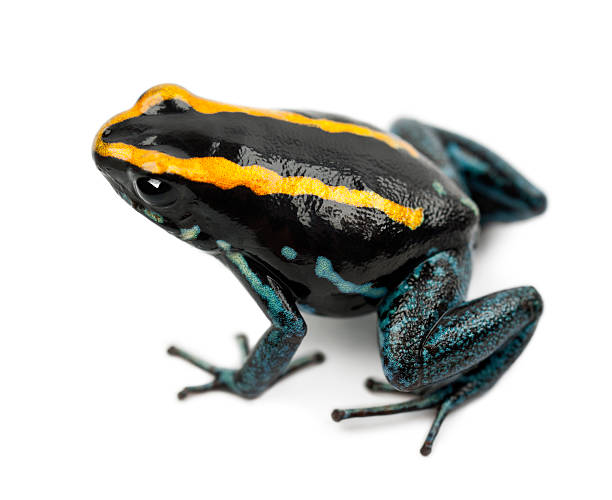 istock Golfodulcean Poison Frog, Phyllobates vittatus, against white background 613772532