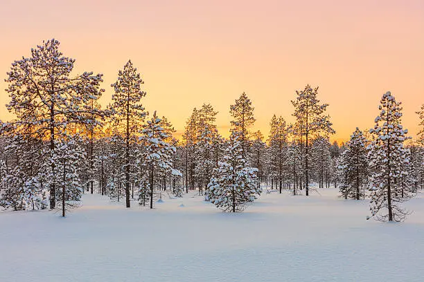 Photo of Sunset in winter forest, trees and snow
