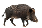Wild boar, also wild pig, Sus scrofa, 15 years old,