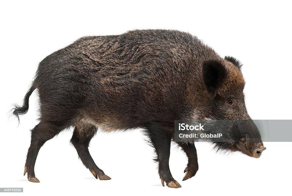 Wild boar, also wild pig, Sus scrofa, 15 years old, Wild boar, also wild pig, Sus scrofa, 15 years old, against white background Wild Boar Stock Photo