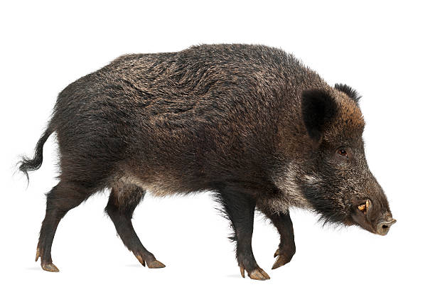 Wild boar, also wild pig, Sus scrofa, 15 years old, Wild boar, also wild pig, Sus scrofa, 15 years old, against white background tusk photos stock pictures, royalty-free photos & images