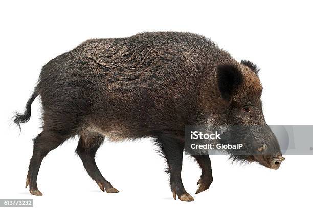 Wild Boar Also Wild Pig Sus Scrofa 15 Years Old Stock Photo - Download Image Now