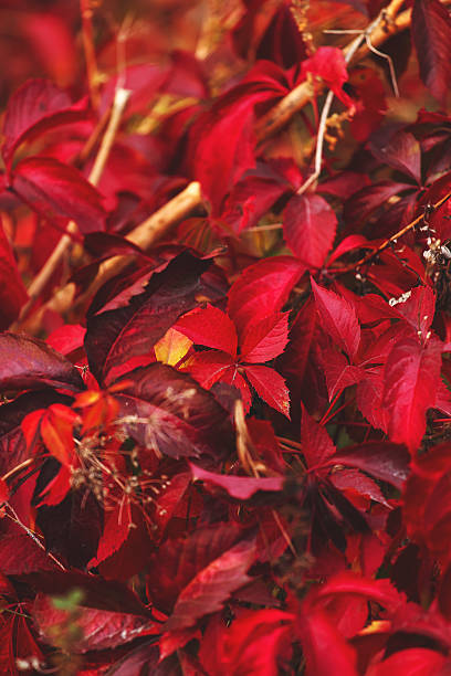 istock Natural wild colors background. 613775044