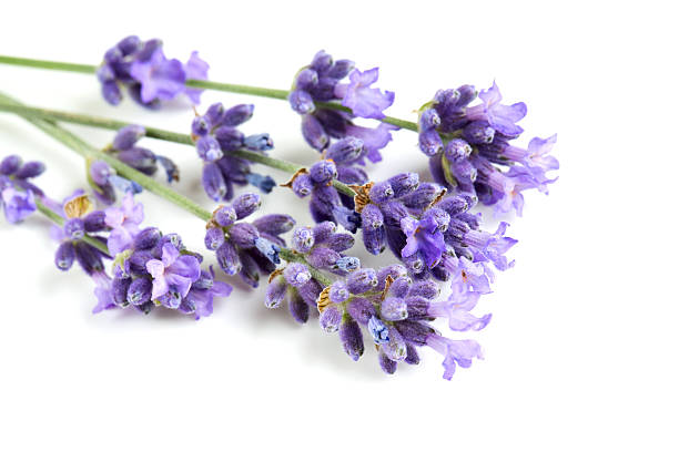 istock bunch of lavender isolated on white 613775056