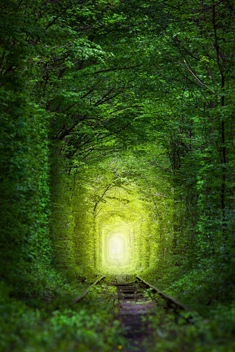 Fantastic Trees - Tunnel of Love with fairy light afar, magic background