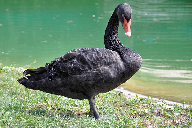 istock Black swan on a pond background 613775674
