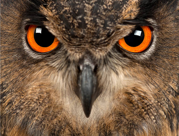 istock Eurasian Eagle-Owl, Bubo bubo, 15 years old, close-up 613775746