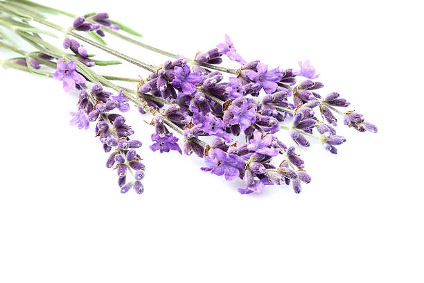 istock Fresh lavender flowers isolated. 613775914