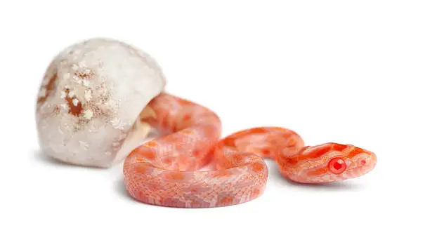 Corn snake hatching, Pantherophis guttatus guttatus, also know as red rat snake against white background