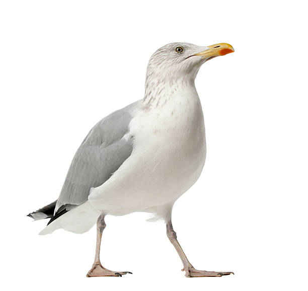 istock European Herring Gull, Larus argentatus, 4 years old, standing 613776326