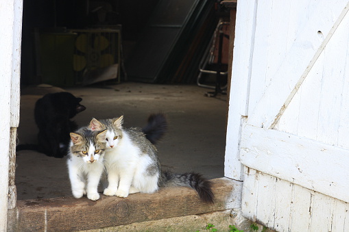 These young kitties cuddle in close and take in their view of a western Iowa farm from the barn door. 