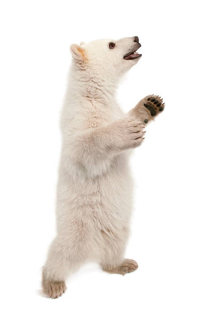 istock Polar bear cub, Ursus maritimus, standing on hind legs 613776676