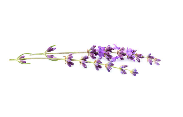 istock Branch of fresh lavender isolated. 613777088
