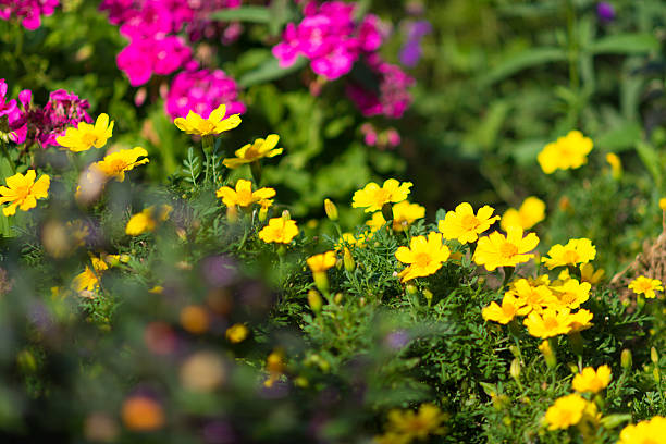 istock selective focus - flowers in flowerbed - begonia, tagetes 613778328