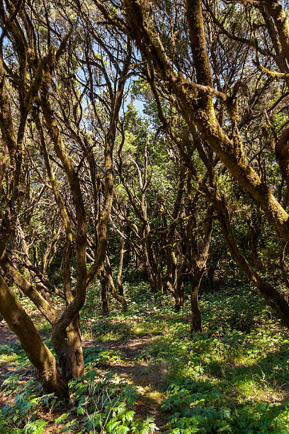 istock Rainforest in La Gomera island - Canary Spain 613778502