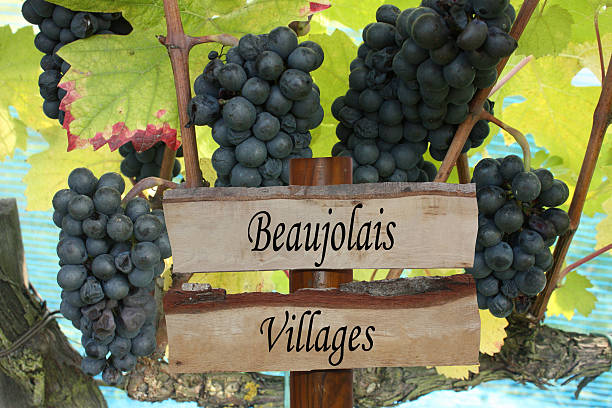 Vineyard Beaujolais villages Beaujolais vineyard - Bunches of black grapes beaujolais region stock pictures, royalty-free photos & images