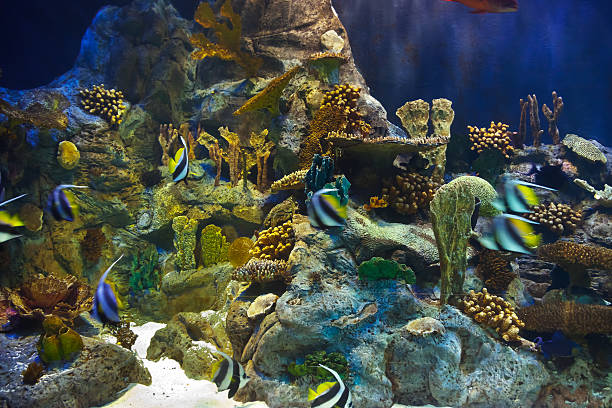 istock Fishes and corals reef in Aquarium 613779346
