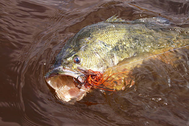 Largemouth Bass largemouth bass coming in to the boat black sea bass stock pictures, royalty-free photos & images