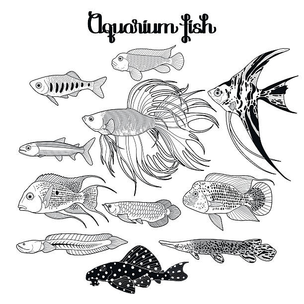 Graphic aquarium fish set Graphic aquarium fishes drawn in line art style. Under water scenery isolated on the white background. Coloring book page design for adults and kids. golden arowana fish stock illustrations