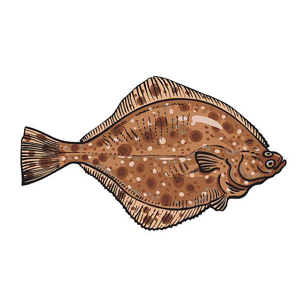 Hand drawn flounder, sketch style vector illustration Hand drawn flounder, sketch style vector illustration isolated on white background. Colorful realistic drawing of a flounder or flatfish, edible freshwater fish turbot stock illustrations