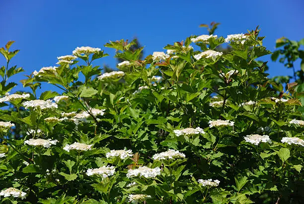 Sunlit Guelder rose branches by a blue sky.