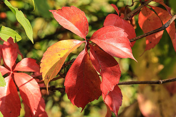 istock Red autumn climbing Parthenocissus leaves 613780698