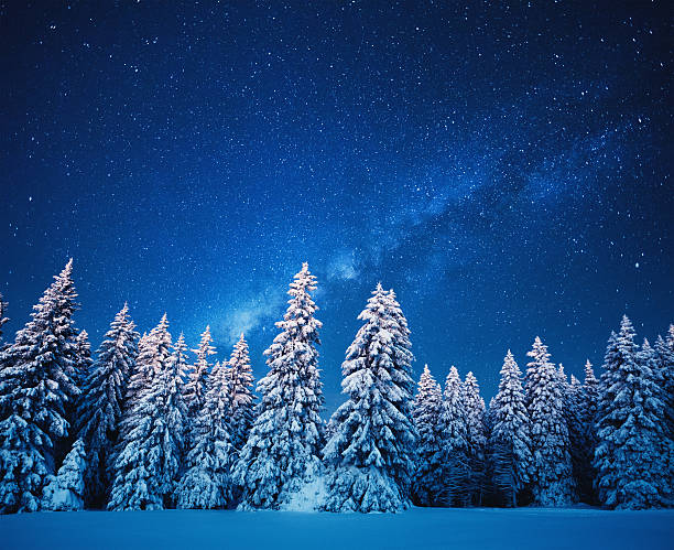 Winter Forest Under The Stars Idyllic snowy winter scene: snowcapped trees under the night sky with shining stars. winter forest stock pictures, royalty-free photos & images