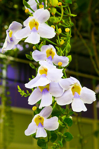 istock violet orchids,fresh orchids in nature ,fresh orchid 613781246