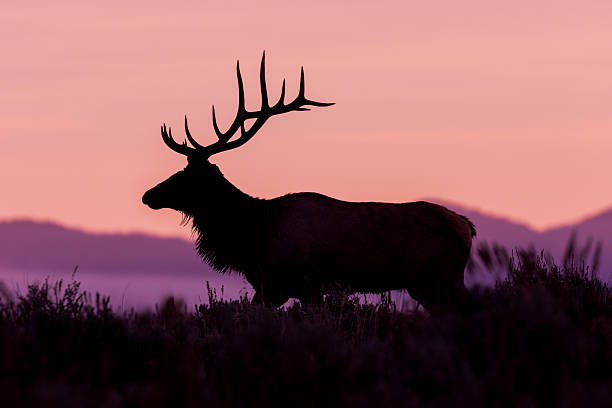 istock Bull Elk at Sunrise 613781680