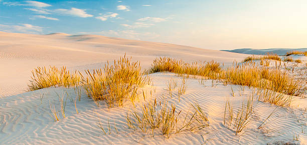 istock beautiful view of the coastal dunes 613781982