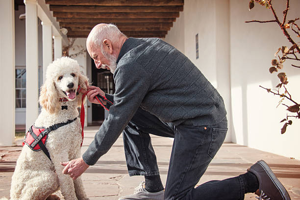 istock Senior Men with His Service Dog and a Best Friend 613782000