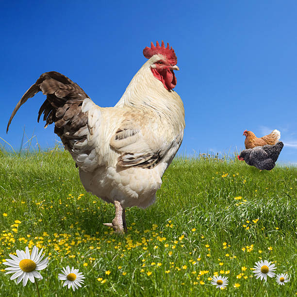 istock Chickens and cock on the green meadow 613782826
