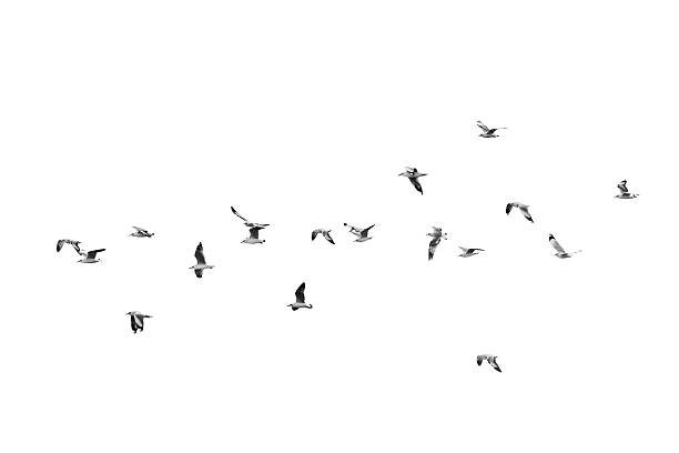 鳥は澄んだ空を飛ぶ(b&w) - action alertness animal bird ストックフォトと画像