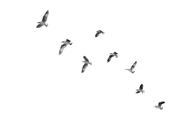 istock Birds taking off to sky (b&w) 613783026