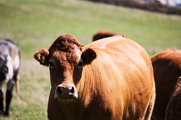istock Cows grazing in a field near Polzeath 613783116