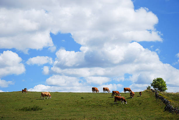 istock Summer landscape with grazing cattle 613783550