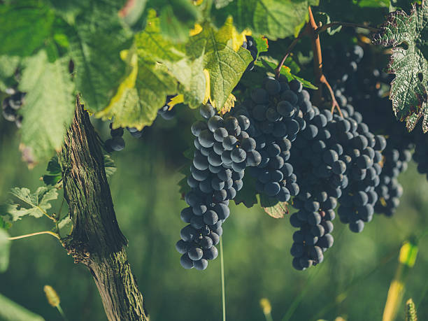 istock Single bunch of Shiraz grapes on vine. 613783788