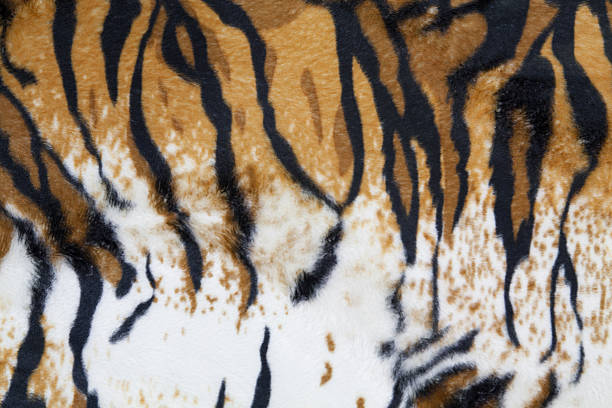 istock texture of tiger skin 613784182
