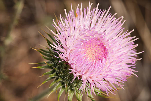 Cirsium neomexicanum thistle wildflower inflorescence - pistil, anther, stigma, anther, stamen - flower head.