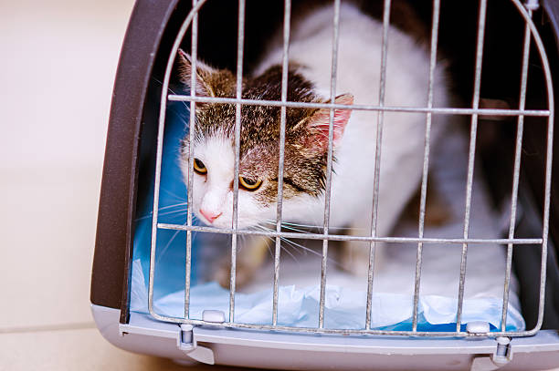 istock Close up of a little cat in cage 613787332