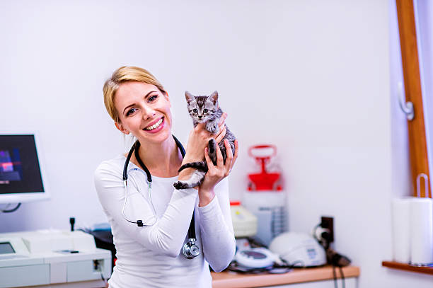 istock Veterinarian with stethoscope holding little sick cat. 613787392
