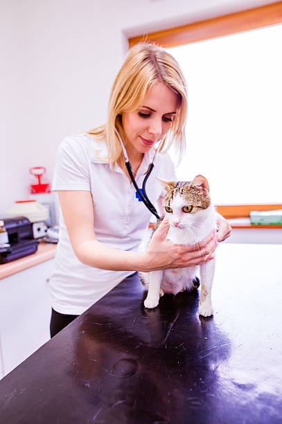 istock Veterinarian with stethoscope examining cat with sore stomach. 613787578