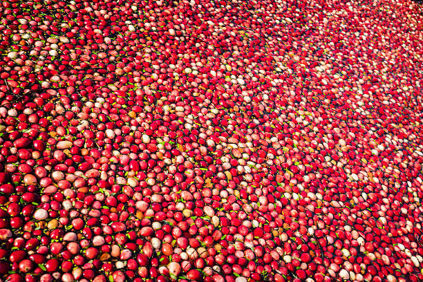 istock Cranberries at Flooded Field During Harvest 613788532