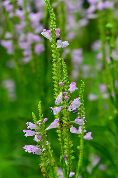 istock Physostegia virginiana 613789090