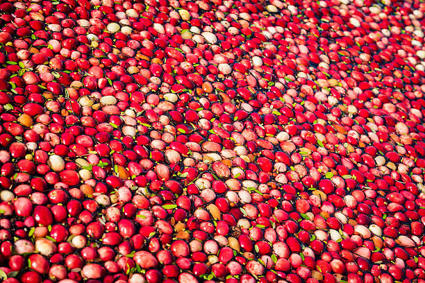 istock Cranberries at Flooded Field During Harvest 613789148