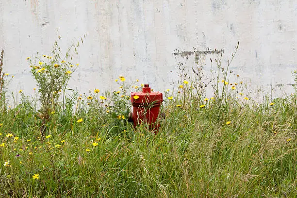 A hidden by the plants fire hydrant near a sidewalk in Athens,Greece