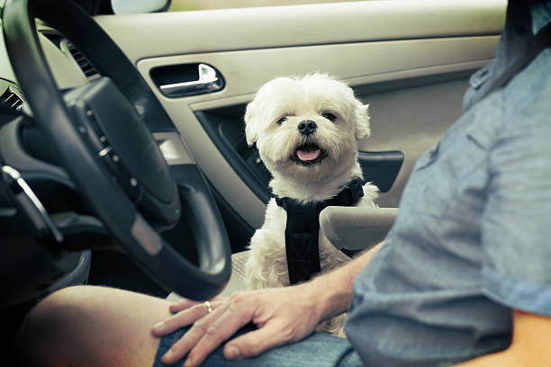 istock Dog traveling in a car 613789944