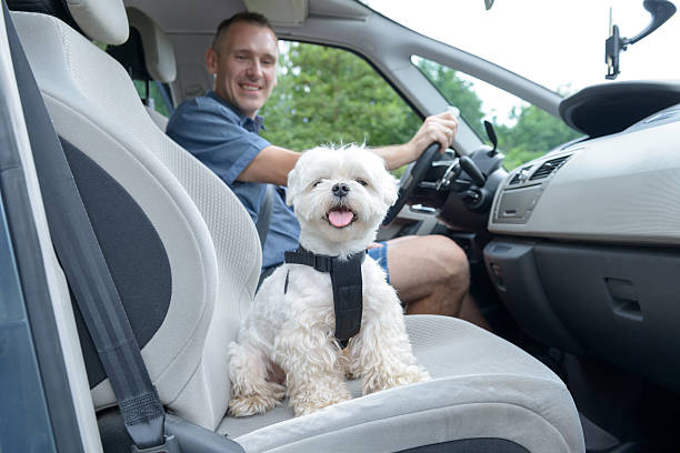 istock Dog traveling in a car 613790030