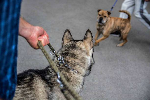 due cani che interagiscono all'aperto - guinzaglio foto e immagini stock