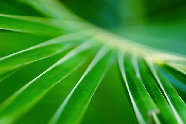 istock Abstract tropical nature: exotic macro of Green palm tree leaf 613791032